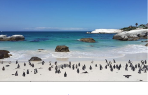cape_town_sites_virtual_assistant